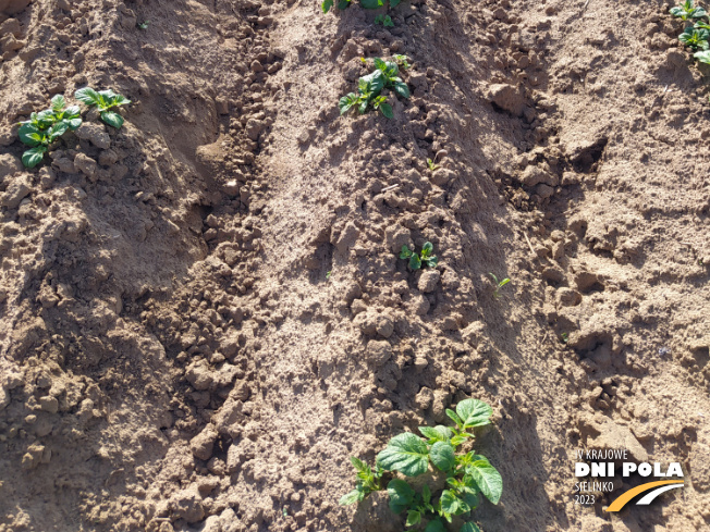 Zdjęcie 3. ziemniaka Kuba z Centralnego Ośrodka Badań Odmian Roślin Uprawnych na polu demonstracyjnym w Sielinku 22.05.2023