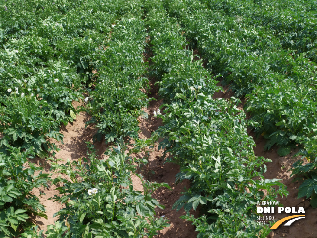 Zdjęcie 1. ziemniaka KURAS z Centralnego Ośrodka Badań Odmian Roślin Uprawnych na polu demonstracyjnym w Sielinku 04.07.2023