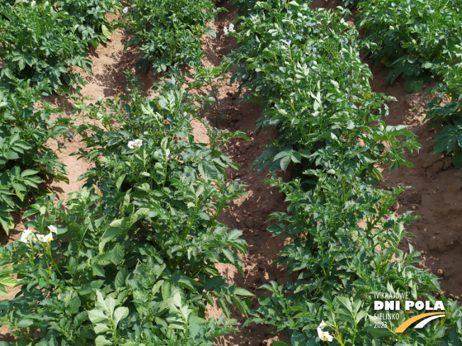Zdjęcie 2. ziemniaka KURAS z Centralnego Ośrodka Badań Odmian Roślin Uprawnych na polu demonstracyjnym w Sielinku 04.07.2023