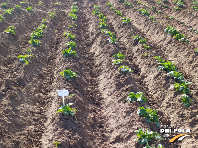 Zdjęcie 1. ziemniaka KURAS z Centralnego Ośrodka Badań Odmian Roślin Uprawnych na polu demonstracyjnym w Sielinku 22.05.2023