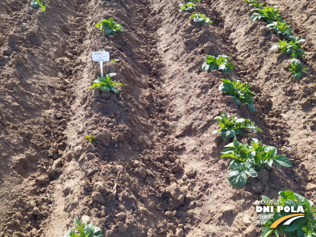 Zdjęcie 2. ziemniaka KURAS z Centralnego Ośrodka Badań Odmian Roślin Uprawnych na polu demonstracyjnym w Sielinku 22.05.2023