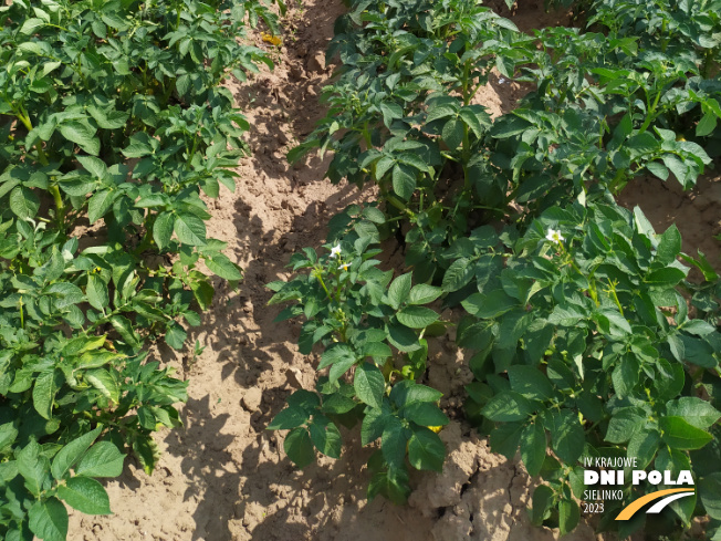 Zdjęcie 3. ziemniaka LASKARA z Centralnego Ośrodka Badań Odmian Roślin Uprawnych na polu demonstracyjnym w Sielinku 04.07.2023