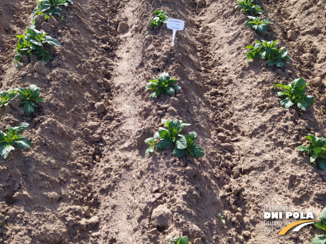 Zdjęcie 2. ziemniaka Laskara z Centralnego Ośrodka Badań Odmian Roślin Uprawnych na polu demonstracyjnym w Sielinku 22.05.2023