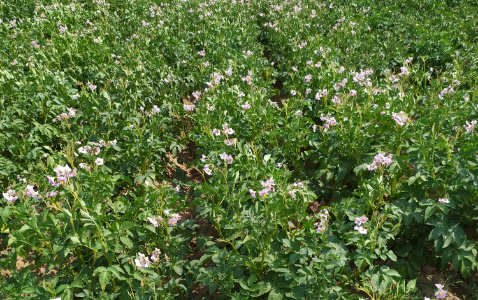Zdjęcie ziemniaka MIESZKO z Centralnego Ośrodka Badań Odmian Roślin Uprawnych na polu demonstracyjnym w Sielinku 04.07.2023