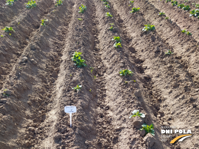 Zdjęcie 1. ziemniaka Otolia z Centralnego Ośrodka Badań Odmian Roślin Uprawnych na polu demonstracyjnym w Sielinku 22.05.2023