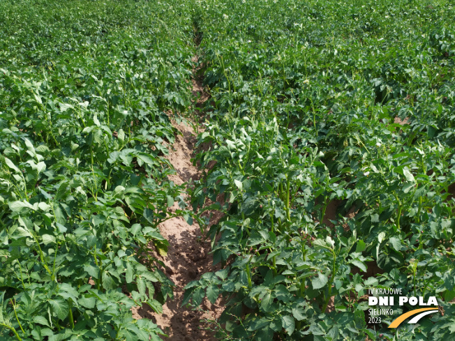 Zdjęcie 1. ziemniaka SATINA z Centralnego Ośrodka Badań Odmian Roślin Uprawnych na polu demonstracyjnym w Sielinku 04.07.2023