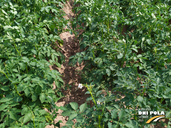 Zdjęcie 2. ziemniaka SATINA z Centralnego Ośrodka Badań Odmian Roślin Uprawnych na polu demonstracyjnym w Sielinku 04.07.2023