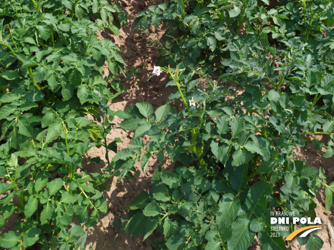 Zdjęcie 3. ziemniaka SATINA z Centralnego Ośrodka Badań Odmian Roślin Uprawnych na polu demonstracyjnym w Sielinku 04.07.2023