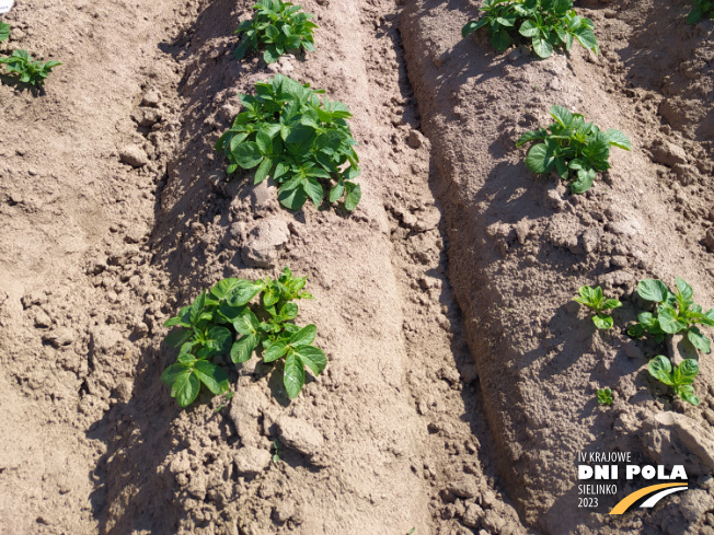 Zdjęcie 3. ziemniaka SATINA z Centralnego Ośrodka Badań Odmian Roślin Uprawnych na polu demonstracyjnym w Sielinku 11.05.2023