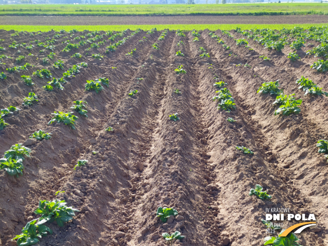 Zdjęcie 1. ziemniaka SATINA z Centralnego Ośrodka Badań Odmian Roślin Uprawnych na polu demonstracyjnym w Sielinku 22.05.2023