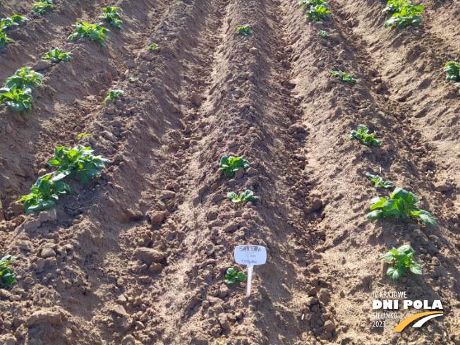 Zdjęcie 2. ziemniaka SATINA z Centralnego Ośrodka Badań Odmian Roślin Uprawnych na polu demonstracyjnym w Sielinku 22.05.2023