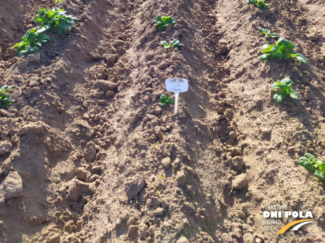 Zdjęcie 3. ziemniaka SATINA z Centralnego Ośrodka Badań Odmian Roślin Uprawnych na polu demonstracyjnym w Sielinku 22.05.2023