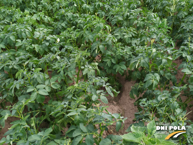 Zdjęcie 2. ziemniaka ASTANA z Hodowli Ziemniaka Zamarte na polu demonstracyjnym w Sielinku 04.07.2023