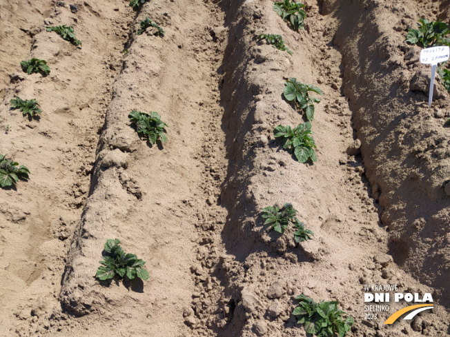 Zdjęcie 1. ziemniaka ASTANA z Hodowli Ziemniaka Zamarte na polu demonstracyjnym w Sielinku 11.05.2023