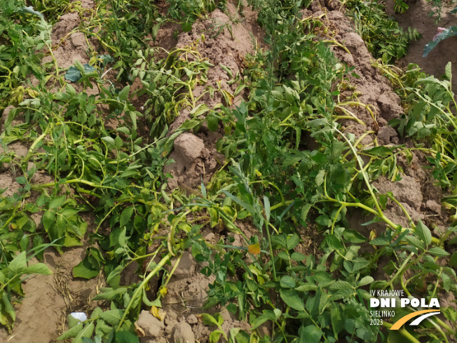 Zdjęcie 3. ziemniaka BIELIK z Hodowli Ziemniaka Zamarte na polu demonstracyjnym w Sielinku 04.07.2023