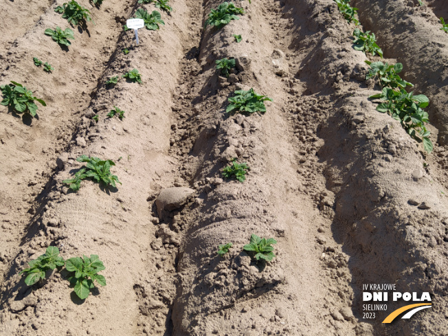 Zdjęcie 2. ziemniaka Lenka z Hodowli Ziemniaka Zamarte na polu demonstracyjnym w Sielinku 11.05.2023