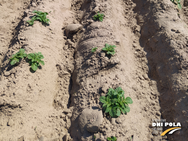Zdjęcie 3. ziemniaka Lenka z Hodowli Ziemniaka Zamarte na polu demonstracyjnym w Sielinku 11.05.2023