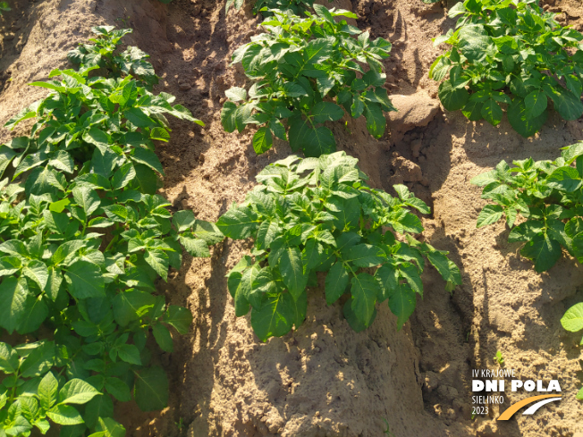 Zdjęcie 3. ziemniaka LENKA z Hodowli Ziemniaka Zamarte na polu demonstracyjnym w Sielinku 22.05.2023
