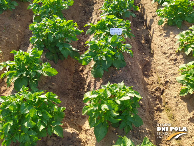 Zdjęcie 2. ziemniaka PIWONIA z Hodowli Ziemniaka Zamarte na polu demonstracyjnym w Sielinku 22.05.2023