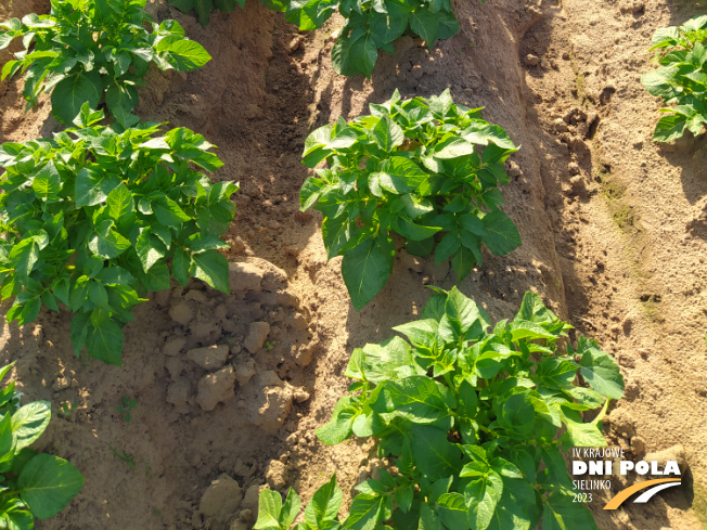 Zdjęcie 3. ziemniaka PIWONIA z Hodowli Ziemniaka Zamarte na polu demonstracyjnym w Sielinku 22.05.2023