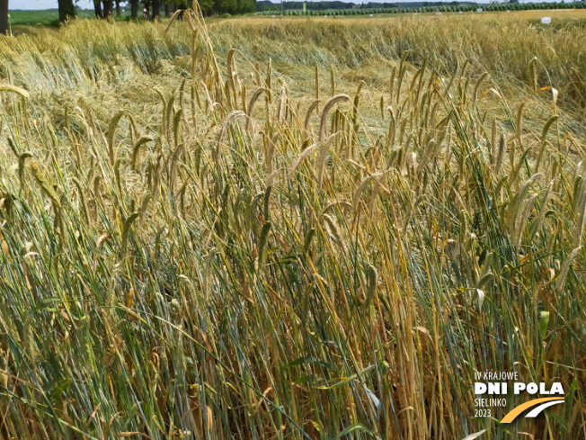 Zdjęcie 2. Żyta ozimego ARVALUS F1 z AGROCHEST na polu demonstracyjnym w Sielinku 04.07.2023