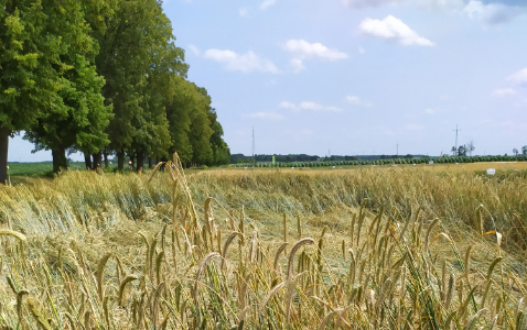 Zdjęcie Żyta ozimego ARVALUS F1 z AGROCHEST na polu demonstracyjnym w Sielinku 04.07.2023