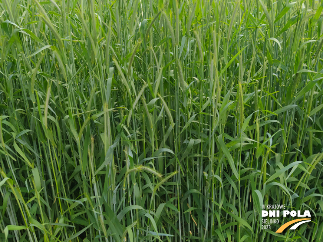 Zdjęcie 2. Żyta ozimego ARVALUS F1 z AGROCHEST na polu demonstracyjnym w Sielinku 19.05.2023