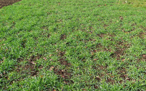 Zdjęcie Żyta ozimego ARVALUS F1 z AGROCHEST na polu demonstracyjnym w Sielinku 28.11.2022