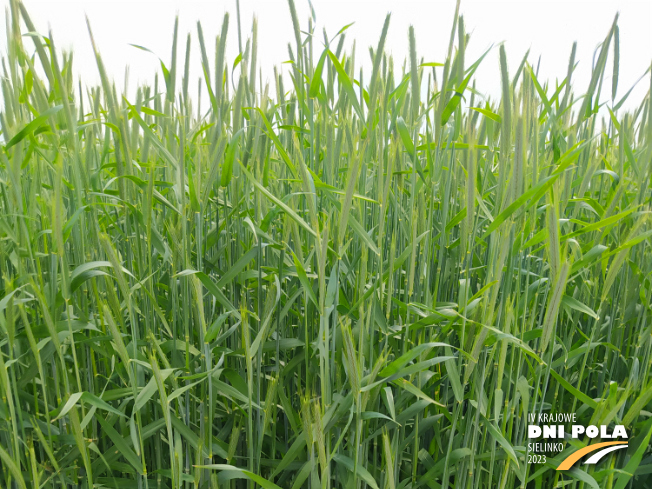 Zdjęcie 1. Żyta ozimego MIRANOS F1 z DANKO Hodowli Roślin na polu demonstracyjnym w Sielinku 19.05.2023