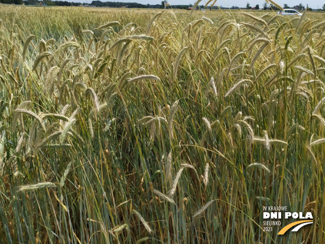 Zdjęcie 2. Żyta ozimego KWS SERAFINO (LOZ) z KWS POLSKA na polu demonstracyjnym w Sielinku 04.07.2023